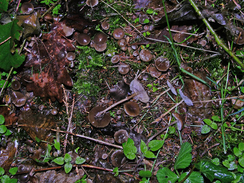 Avete voglia di funghi di oggi....guardate questo post.